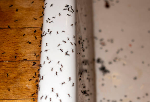 Pest Prevention Services in Cumming, GA