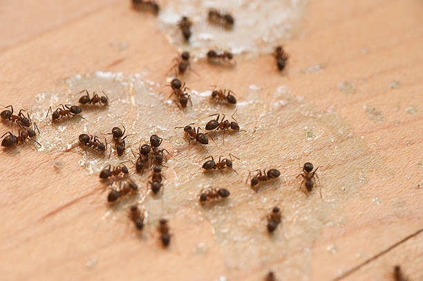 Best Spider Control Near Me  in Cumming, GA